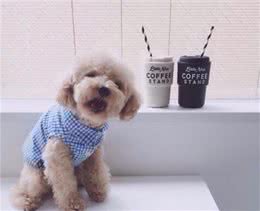 饲养泰迪犬的6个“不”，你知道吗？