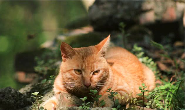 “弃养率”最高的6种猫，想清楚再养
