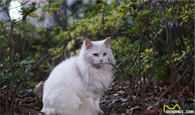 “弃养率”最高的6种猫，想清楚再养