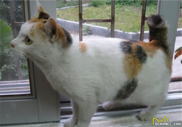 “弃养率”最高的6种猫，想清楚再养