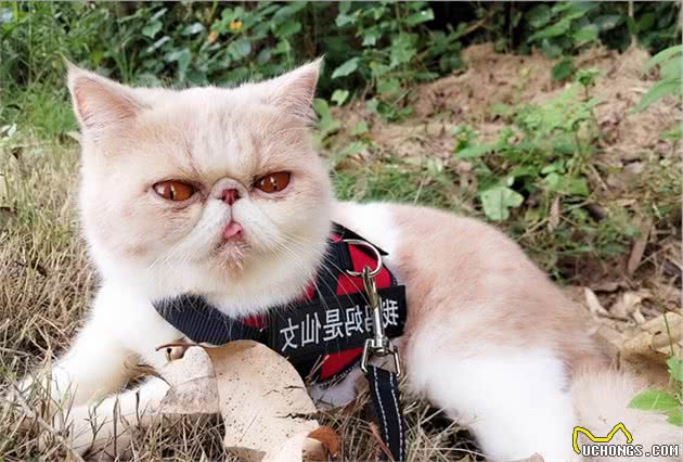 “弃养率”最高的6种猫，想清楚再养