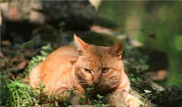 “弃养率”最高的6种猫，想清楚再养