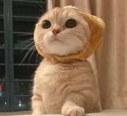 犬猫心丝虫夏季感染高峰，会传染人