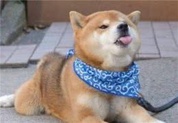 小柴犬和宝宝路上偶遇，宝宝好奇揪了揪狗脸，狗子委屈：它扒拉我