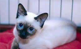 “猫中之狗”的暹罗猫，为何生活中那么少人养？网友：我怕了