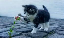 猫猫狗狗都爱吃草，背后的原因还真不简单