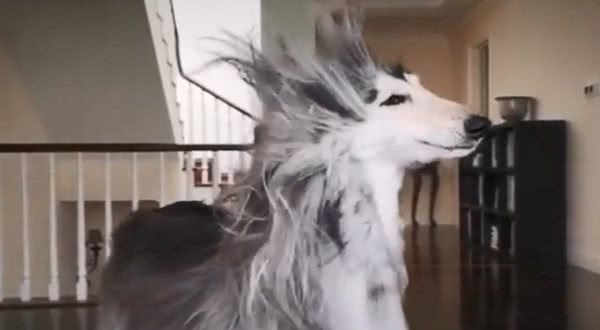 阿富汗猎犬秀发柔顺逆天头一甩媚惑2千人　每月天价美容费曝光！