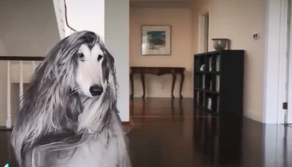阿富汗猎犬秀发柔顺逆天头一甩媚惑2千人　每月天价美容费曝光！