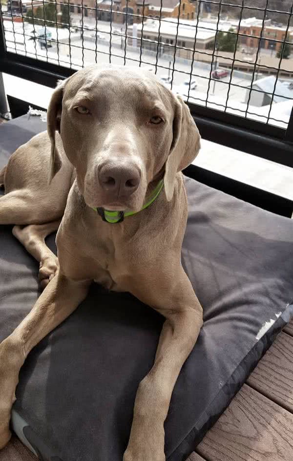 工作犬内心有没有想过，要和人类一样上班六天，然后休个周末？