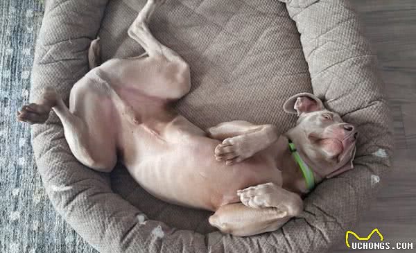 工作犬内心有没有想过，要和人类一样上班六天，然后休个周末？