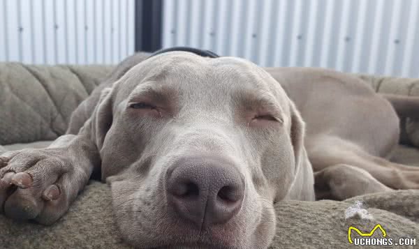 工作犬内心有没有想过，要和人类一样上班六天，然后休个周末？