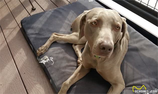 工作犬内心有没有想过，要和人类一样上班六天，然后休个周末？