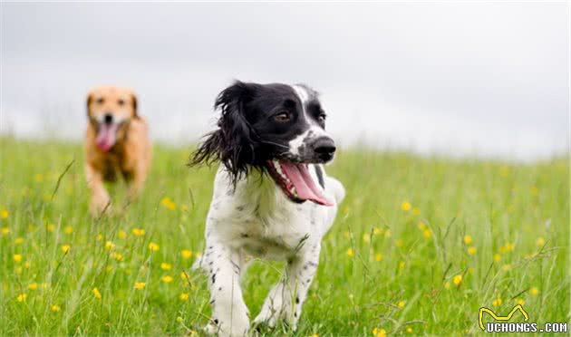 工作犬内心有没有想过，要和人类一样上班六天，然后休个周末？
