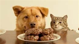 劝告：养狗不可取的7种行为，对狗狗很伤