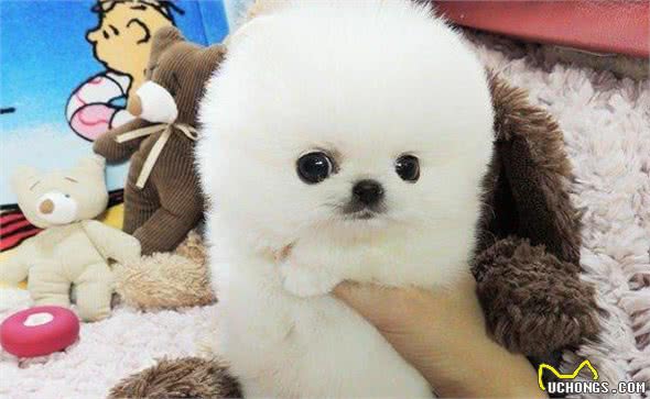 博美犬多少钱一只，你买贵了吗？