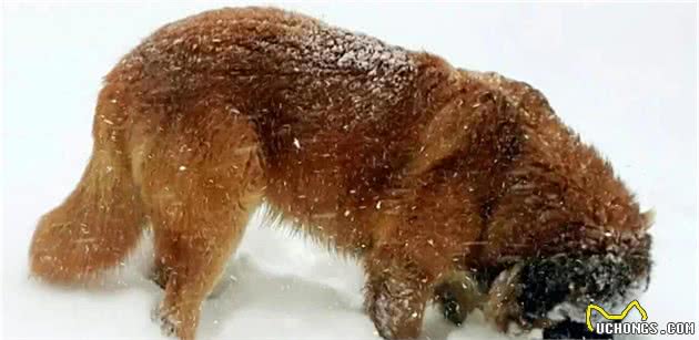 我的爱犬高加索