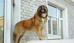 我的爱犬高加索