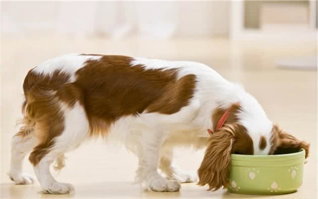 可怕！犬猫的食碗比马桶还脏1700倍？