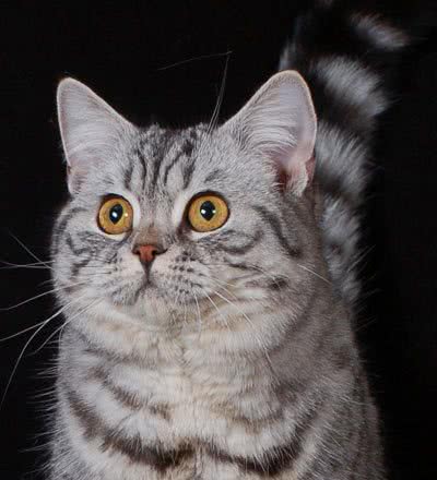 你真的能够认出英国短毛猫吗？遇上这样的，怕是专家也难识吧