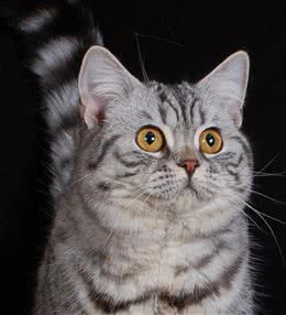 你真的能够认出英国短毛猫吗？遇上这样的，怕是专家也难识吧