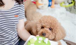 贵宾犬把你当“妈妈”看待，肯定有以下表现