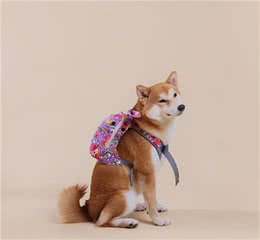 什么人才会真心热爱宠物狗？你可能就是这样的人