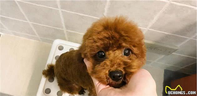 狗狗太瘦怎么办？宠主用这五种办法，让狗狗越来越强壮