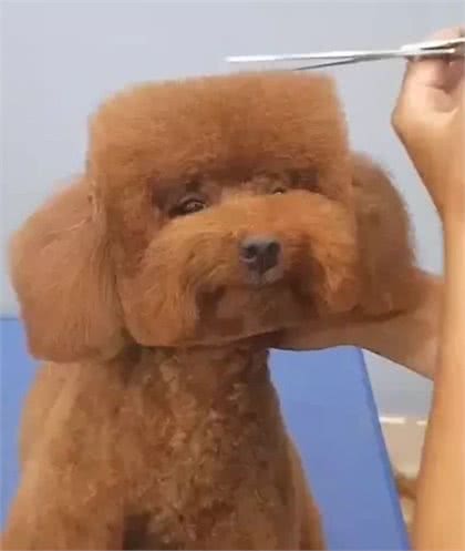 主人不喜欢狗狗原来的造型，美容师就重新设计了一个，回头率爆棚