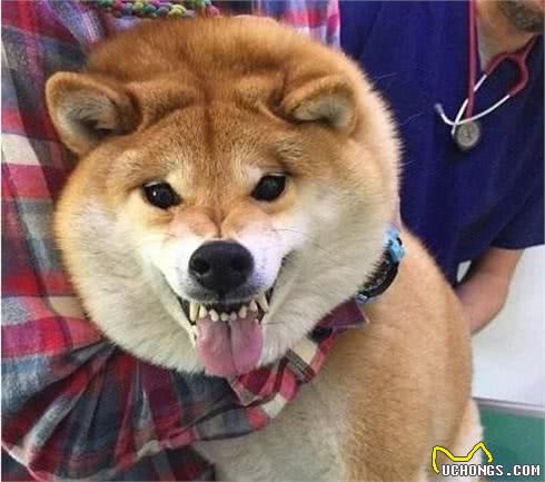 狗狗的七种性格大归类，你家宝贝属于哪种呢？