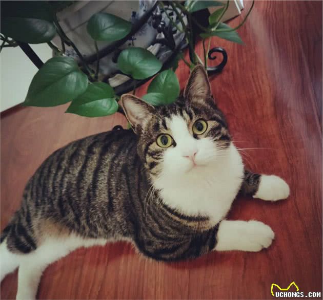 国内最受欢迎的4种土猫!在国外，有钱都买不到