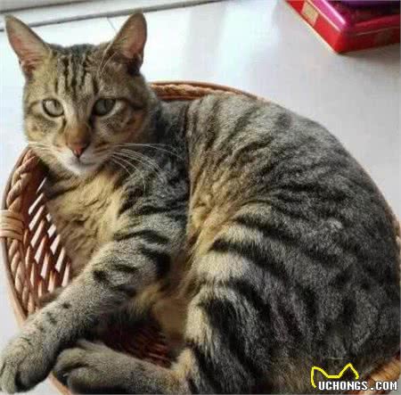 国内最受欢迎的4种土猫!在国外，有钱都买不到