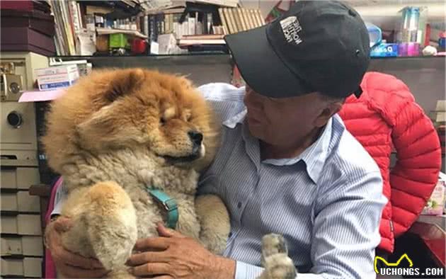 松狮犬每日陪老大爷上班，努力招揽客人，竟累到在门口睡着