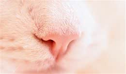 猫咪嗅觉秘密大公开