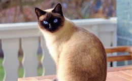 养猫，我想养“暹罗猫”，这6大好处让我无法拒绝