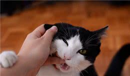 辟谣！无毛猫真的是猫毛过敏者的福音？对猫过敏可不仅仅是因为毛
