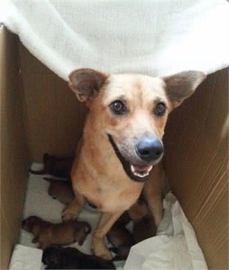 米克斯浪浪怀孕爸是黄金猎犬　奶汪出生5个月变腊肠