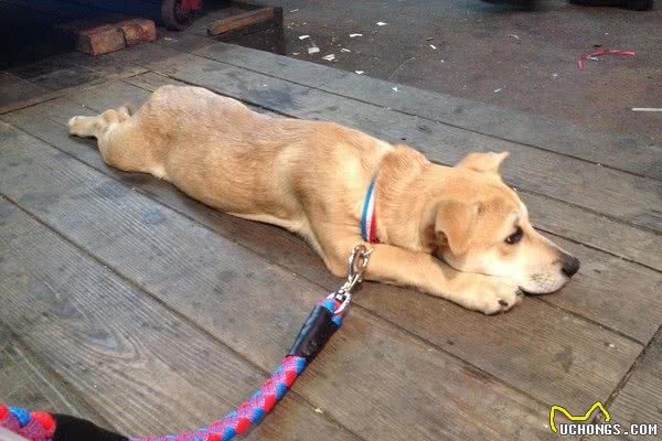 米克斯浪浪怀孕爸是黄金猎犬　奶汪出生5个月变腊肠