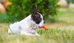 科学养犬之蔬菜篇
