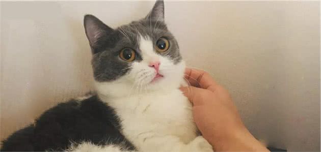 “买猫一千，治猫一万”，哪里买猫才放心？
