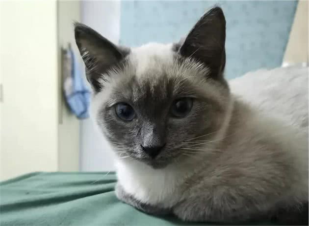 “买猫一千，治猫一万”，哪里买猫才放心？
