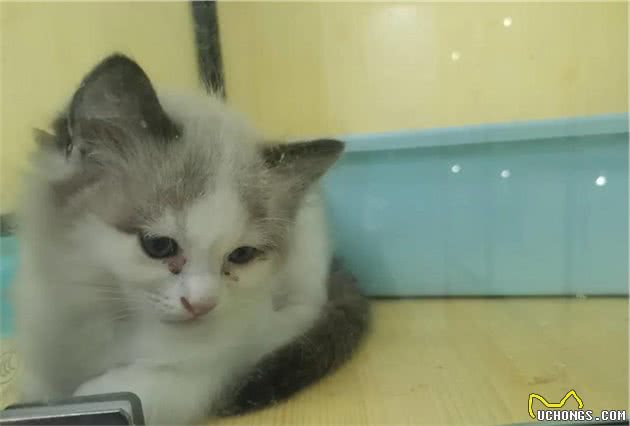 “买猫一千，治猫一万”，哪里买猫才放心？