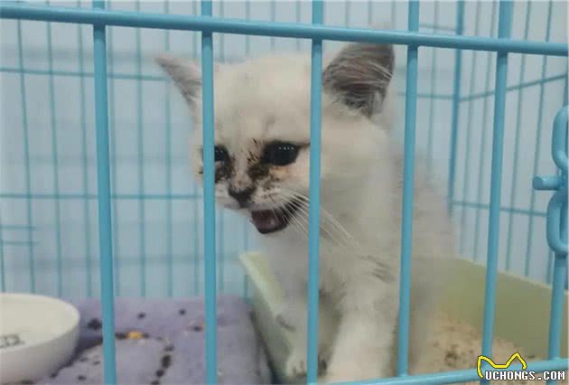 “买猫一千，治猫一万”，哪里买猫才放心？