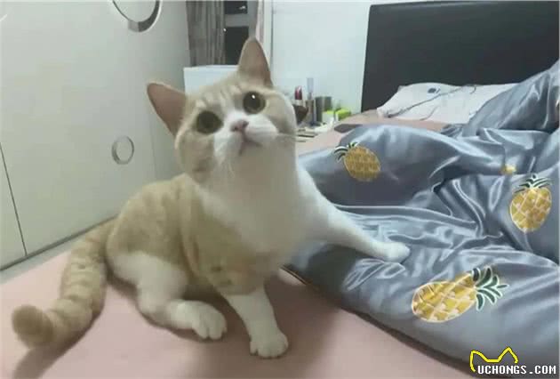 “买猫一千，治猫一万”，哪里买猫才放心？