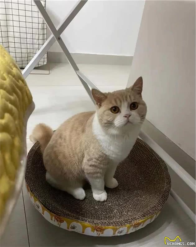 “买猫一千，治猫一万”，哪里买猫才放心？