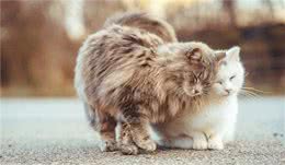 宠物猫，除了会吃、会喝、会睡、会喵喵，还会啥？它们还会护主！