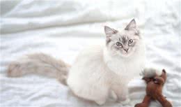 布偶猫有很多优点，但“猫无完猫”，这5个缺点也不容忽视