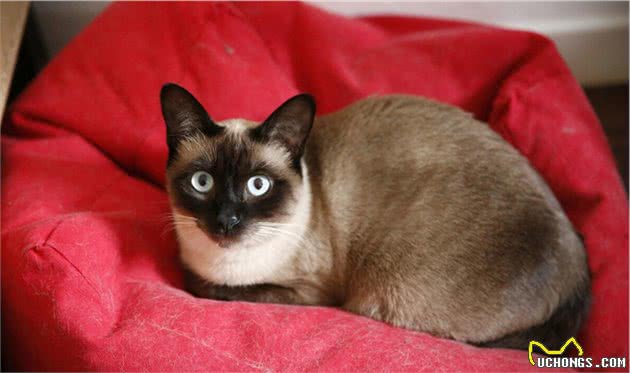 猫咪排行榜：最多人养的7种猫，有你家猫吗？