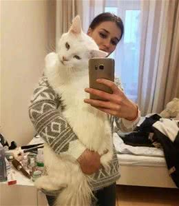 猫咪排行榜：最多人养的7种猫，有你家猫吗？