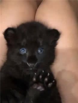 战斗民族确实不一般，黑豹也可以当宠物