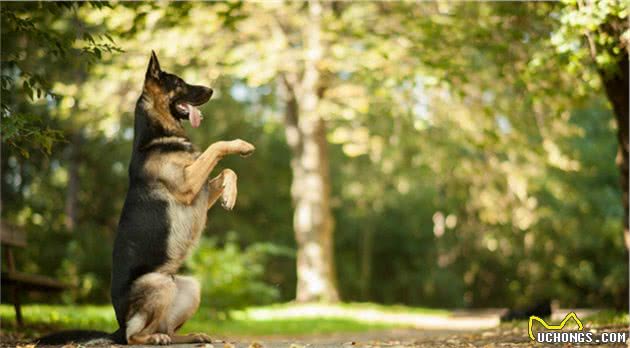 德国牧羊犬到底有什么“魅力”，让人难以割舍